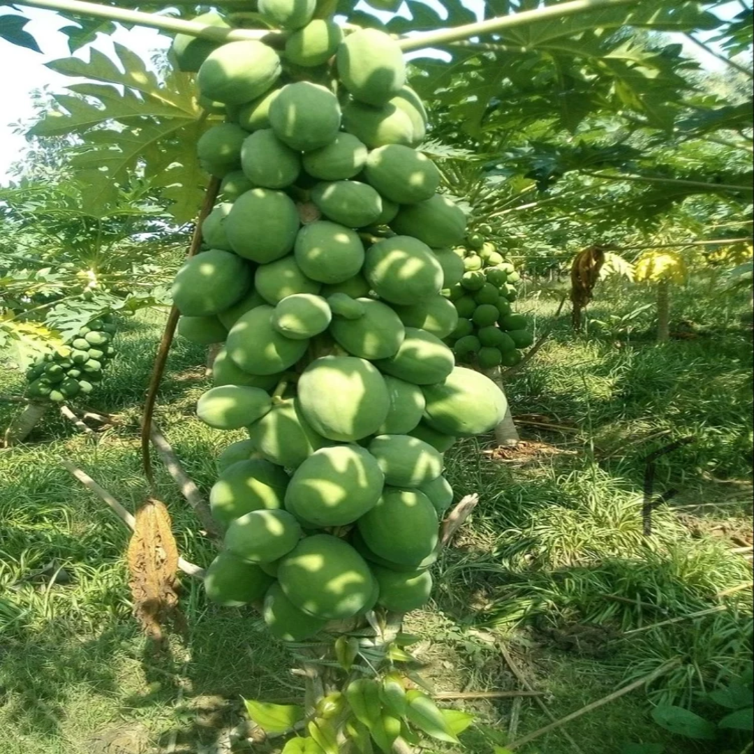 RED LADY 786 PAPAYA PLANTS